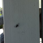 Shelob, Go Back to Mordor big spider in my garage