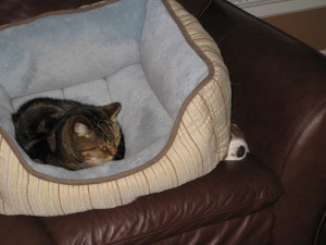 Tabby in a bed, on the couch. That's Addie, our KCC spaniel, underneath. I do not know how this came about.